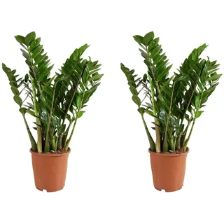 Bloomique - Zamioculcas Zamiifolia - Glücksfeder - Zimmerpflanzen Groß - Sehr Pflegeleicht - Luftreinigend - Höhe 80-90 cm - Topf 21 cm