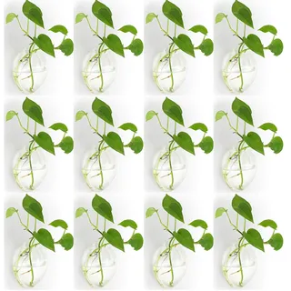 NUPTIO Glas Wandvase Blumentopf Pflanzgefäße: Wasser Wandbehang Glasvase für Pflanzen Innen - Hängetöpfe Vasen Luft Blumenvase Terrarien für Raum Wohnzimmer Dekoration 12er-Set