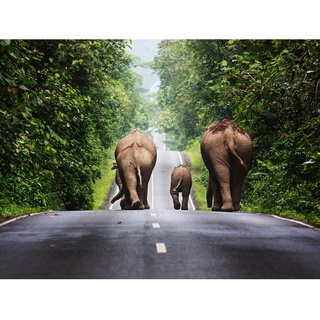 Khunkay Wilde Elefanten Straße Wald Thailand Foto Groß Wand Kunst Poster Druck Dickes Papier 45,7 x 61 cm