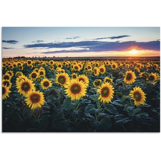 Alu-Dibond-Druck ARTLAND "Sonnenblumenfeld, Sonne im Hintergrund" Bilder Gr. B/H: 120 cm x 80 cm, Blumenwiese Querformat, 1 St., gelb Metallbilder