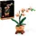 Mini-Orchidee 10343