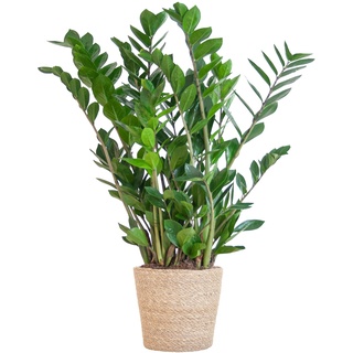BloomPost Zamioculcas Zamiifolia - Korb 70 - 80 cm + - Zimmerpflanze - Zimmerpflanze - Pflegeleichte Zimmerpflanze - Einfach zu züchtende Heimbüro-Pflanzen - Inklusive Topf