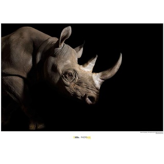 Komar National Geographic Wandbild | Black Rhinoceros | Größe: 70 x 50 cm | ohne Rahmen | Poster, Fotographie, Tier, bedrohte Tierart, Tierbild, Kundstdruck, Porträt | WB-NG-002-70x50