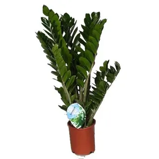 Glücksfeder, (Zamioculcas zamiifolia), Zamie, Zamia Farn, Zamia Palme, pflegeleichte Zimmerpflanze (ca. 80cm hoch im 21cm Topf)