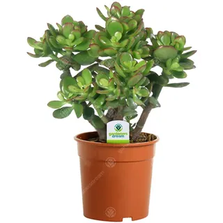 Gardeners Dream Crassula Ovata - Geldbaum Zimmerpflanze - Echt, Kompakt, Immergrün & Winterhart - Echte Sukkulenten im 12cm Topf - Echte Pflanzen Deko - Luftreinigende Zimmerpflanzen