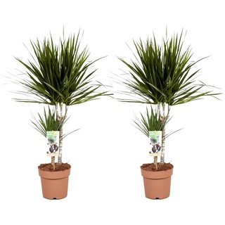 Plant in a Box Dracaena Marginata - Drachenbaum 2er Set Höhe 70-80cm