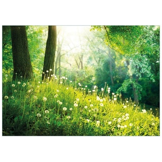 Wallario Glasbild, Pusteblumen im Wald mit einfallenden Sonnenstrahlen, in verschiedenen Ausführungen gelb
