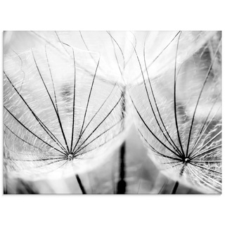 Glasbild ARTLAND "Pusteblume in schwarzweiß" Bilder Gr. B/H: 60 cm x 45 cm, Glasbild Blumen Querformat, 1 St., schwarz Glasbilder in verschiedenen Größen