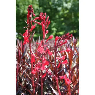 WASSERPFLANZEN-WOLFF 2er-Set - Lobelia fulgens Queen Victoria - Rote Wasserlobelie, QUALITÄTSSTAUDE im 9x9cm Topf durchwurzelt, Exotische Teichpflanze Scharlach-Lobelie