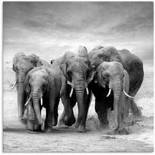 Wandbild ARTLAND "Elefanten" Bilder Gr. B/H: 100 cm x 100 cm, Leinwandbild, schwarz Bild Metallbild Bilder als Alubild, Leinwandbild, Wandaufkleber oder Poster in versch. Größen