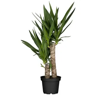 Piardino Palmlilie  (Yucca elephantipes, Topfgröße: 17 cm)