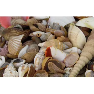 Muschelmix ca 1kg | Bastelmuscheln | Deko Muschel | Deko Schnecken | maritime Dekoration (1 Kilogramm)