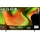 OLED65B59LA 65" 4K OLED AI Smart TV B5