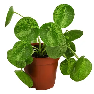 Dehner Glückstaler Ø Pilea peperomioides Mojito, Hellgrün, Grün