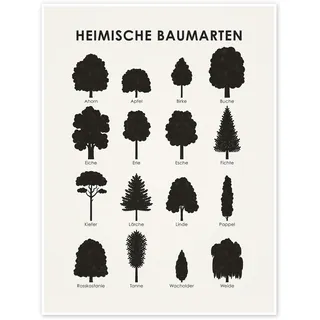 Posterlounge Heimische Baumarten Poster | 30 x 40 cm von Iris Luckhaus Wandbilder Wanddeko