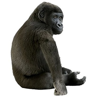 Apalis Wandtattoo No.162 Kleiner Gorilla Tier Wild Dschungel Affen Menschenaffen Tier