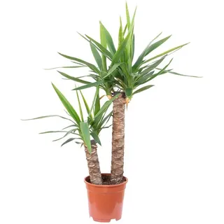 Flowerbox Zimmerpflanze Palmlilie 2-stämmig - Yucca Elephantipes Palme 45/20, - Höhe ca. 80 cm, Topf-Ø 17 cm grün