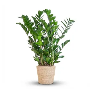 Florora Zimmerpflanze Zamioculcas Zamiifolia - 80 cm