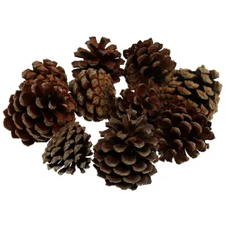 Trockenblume Bergkieferzapfen klein Natur 1kg - Dekoration Adventskranz Herbstdeko, Viana