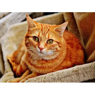 Puzzle für Erwachsene, 1000 Teile, Tier, orange Katze, 38 x 26 cm