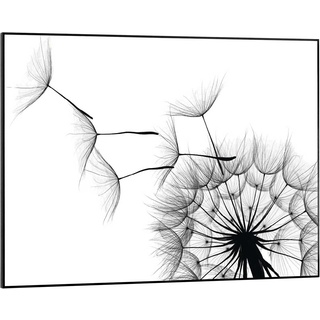 Reinders! Gerahmtes Bild ALMOND, Schwarz - Weiß - 50 x 70 cm - Pusteblume