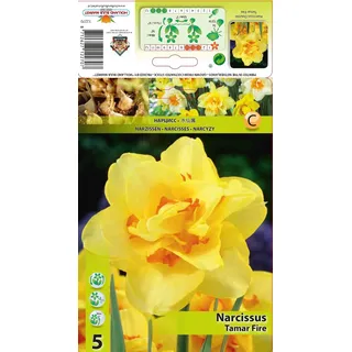Narzissenzwiebeln : Narcissus Narzissen Osterglocken Gefüllte Narzisse " Tamar Fire " 5 Blumenzwiebeln
