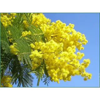 Acacia dealbata Silber-Akazie, Floristen Mimosa - Mimose 10 samens