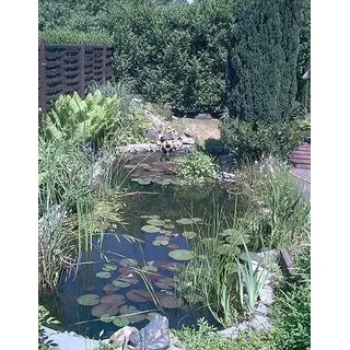Über 20 Wasserpflanzen für den Gartenteich, Teich