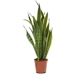 Sansevieria trifasciata Laurentii - Pflegeleichte Luftreinigende Zimmerpflanze | Bogenhanf 60-70 cm | Schlangenpflanze für Wohnung & Büro