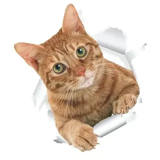 WHAMVOX 3D Wc Aufkleber Katze Selbstklebend Abnehmbar Wasserdicht Toilettensitz Wandtattoo Bad Dekor Für Haustierliebhaber Badezimmer Wanddeko