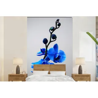 MuchoWow Fototapete Blaue Orchidee, Matt, bedruckt, Vliestapete für Wohnzimmer Schlafzimmer Küche, Fototapete, 180x280 cm bunt 1.8 m x 3 m