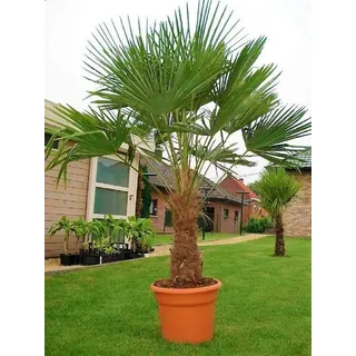 Seltene Palmen Kreuzung Trachycarpus Fortunei/Wagnerianus bis 150 cm. Frosthart bis - 18 Grad Celsius