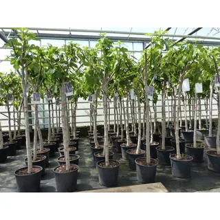 grünwaren Feigenbaum 150-180 cm Obstbaum winterhart kräftiger Stamm, Ficus Carica, Feige, Obst
