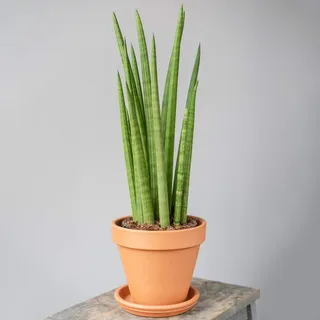 Premium Sansevieria Cylindrica afrikanischer Spear getopfte Hauspflanze 30-40cm mit Topf