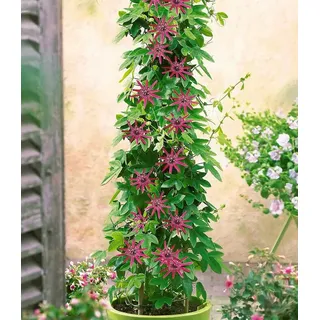 BALDUR Garten Zierstrauch Winterharte Passionsblume 'Ladybirds Dream' im 2-Liter Containertopf, 1 St., Passionsblume,winterhart, exotische Blüten, pflegeleicht rosa