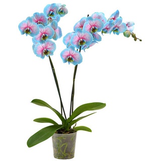 Schmetterlingsorchidee - Phalaenopsis cultivars 'Blue Won..., Hellblau|Pink