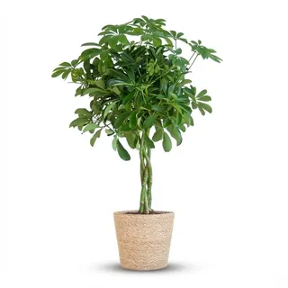 Schefflera Arab Nora mit Korb Sofia natur - 70-80cm - Ø21cm - Zimmerpflanze - Immergrün