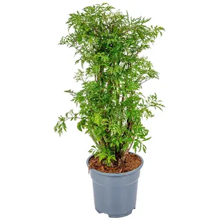 Bloomique Polyscias Fruticosa Aralie Zimmerpflanze