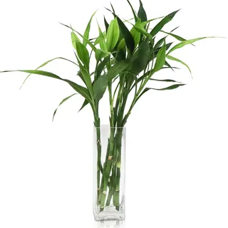 DRERIO 30 cm Glasvase Gross Blumenvase Modern Bodenvase Groß, Glas Vasen Durchsichtig Vase Glas Hoch Rechteckige Vasen für Orchideen, Rosen, Tulpen, Pampasgras, Tischdeko, Kerze (10 L*10 B*30 H cm)