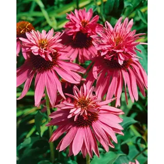 Pflanzen Für Dich Staude Echinacea purp. Doppeldecker, 1 St., Roter Sonnenhut rosa