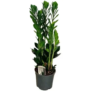 Glücksfeder Zamioculcas 85cm Zimmerpflanze