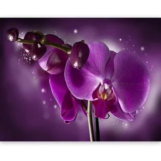 Fototapete- Vlies Tapete Blumen 450x270 cm - Foto Tapete Schlafzimmer Wohnzimmer Moderne Vliestapete XXL Wandtapete Motivtapeten Bildtapete 3d Effekt Wand Dekoration - Orchidee rosa Natur 10060906-6