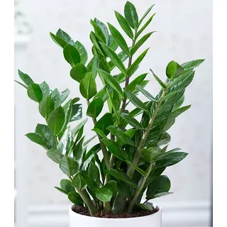 BALDUR Garten 1x Zamioculcas, Pflanze im 12 cm-Topf, Glücksfeder, Zamie, Zamia Farn, Zamia Palme, pflegeleichte Zimmerpflanze, frostfrei halten, Z...