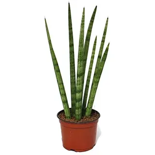 Exotenherz - Sansevieria cylindrica - stylische Pflanze im 10,5cm Topf