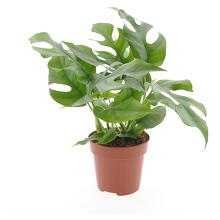 Plant in a Box Monstera Minima - Rhaphidophora Tetrasperma Höhe 20-30cm