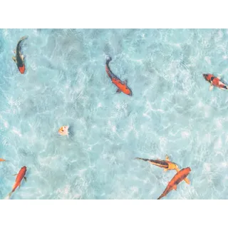 PVC Boden STARLIGHT - Koi - 2,00m x 4,00m