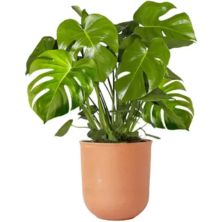 40-50cm Zimmerpflanze im Topf | Monstera Deliciosa Fensterblatt