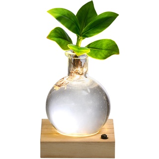 Dehner Waterplant Balsamapfel, Clusia rosea Princess, Wasserpflanze im Kugelglas, mit Holzuntersetzer und LED-Beleuchtung, 20 x 9 x 9 cm, Zimmerpflanze