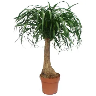 Exotenherz Zimmerpflanze Elefantenfuss - unverzweigt - Zimmerpflanze - ca. 80cm
