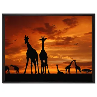 Pixxprint Afrika Giraffen im Sonnenuntergang Leinwandbild 80x60 cm im Bilderahmen, Wandbild, Schattenfugenrahmen, Kein Poster